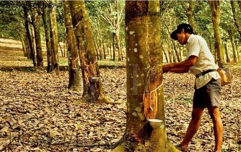 越南橡胶进出口中国市场呈现出下降趋势